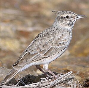 Crested Lark