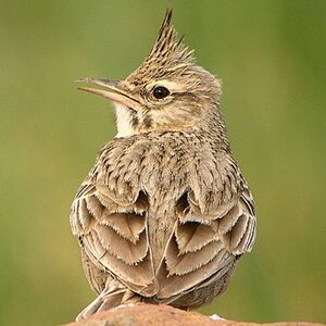 Crested Lark