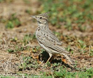 Crested Lark