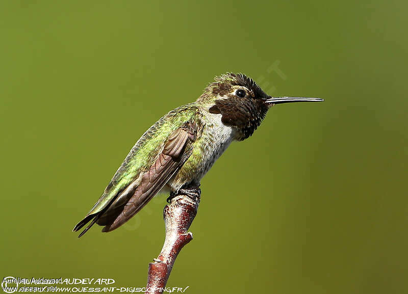 Anna's Hummingbird male adult, aspect