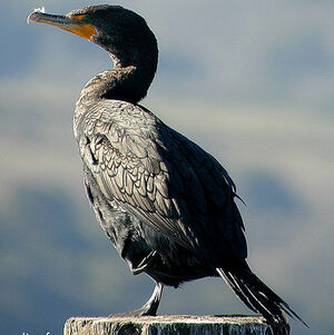 Cormoran à aigrettes