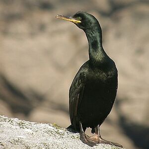 Cormoran hupp� 
&copy; Aur�lien Audevard