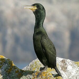 Cormoran hupp� 
&copy; Aur�lien Audevard