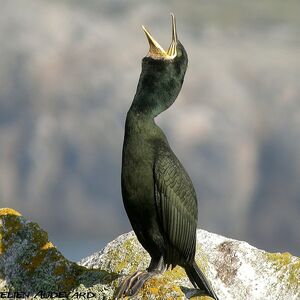 Cormoran hupp� 
&copy; Aur�lien Audevard