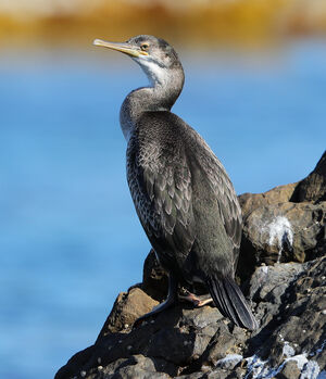 European Shag