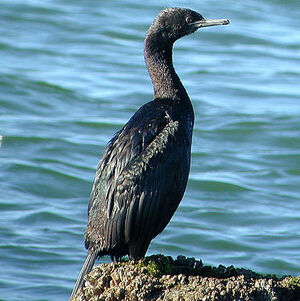 Cormoran pélagique