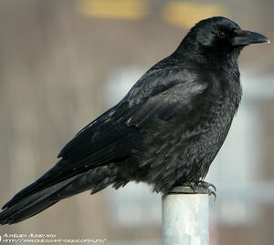 Corneille noire 
&copy; Aur�lien Audevard