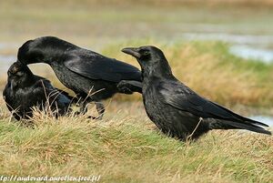 Corneille noire 
&copy; Aur�lien Audevard
