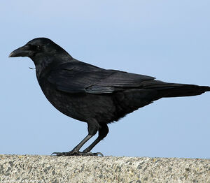 Corneille noire 
&copy; Aur�lien Audevard