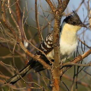 Great Spotted Cuckoo 
&copy; Aur�lien Audevard