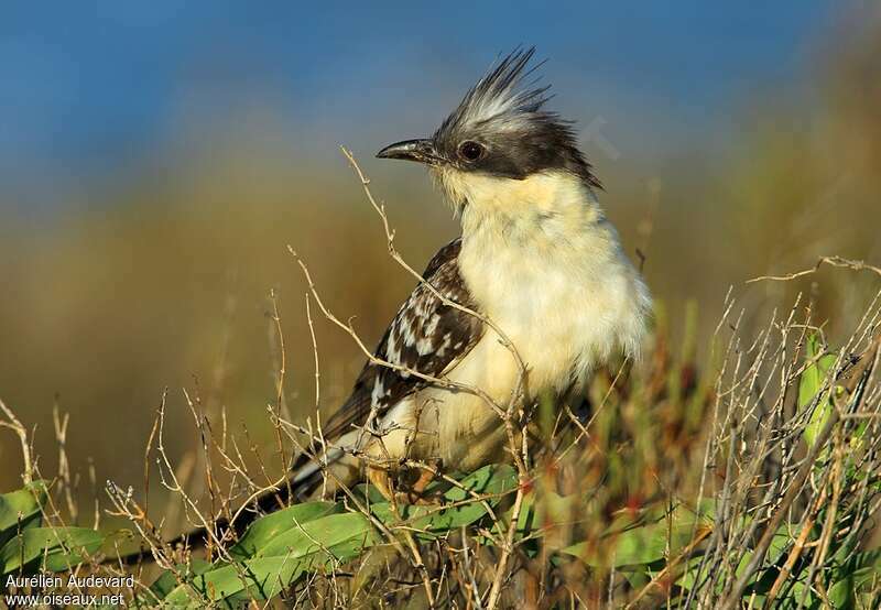 Great Spotted Cuckoo male adult breeding, identification