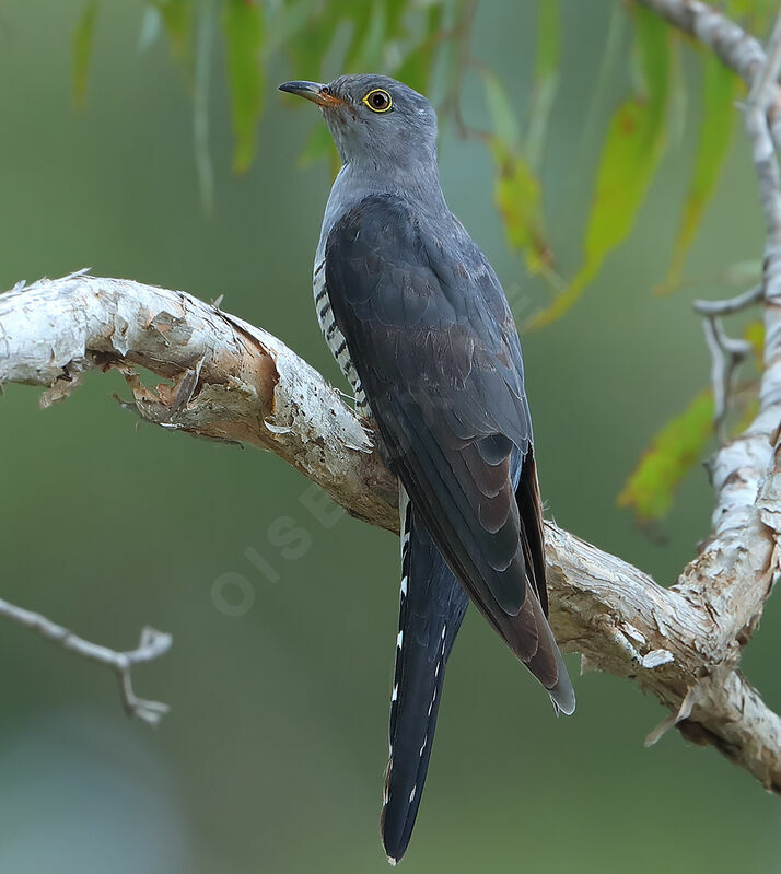Oriental Cuckoo, identification