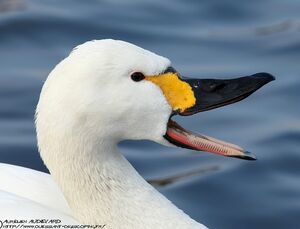 Cygne de Bewick