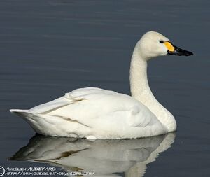 Cygne de Bewick
