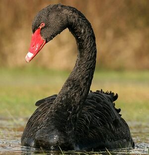 Cygne noir