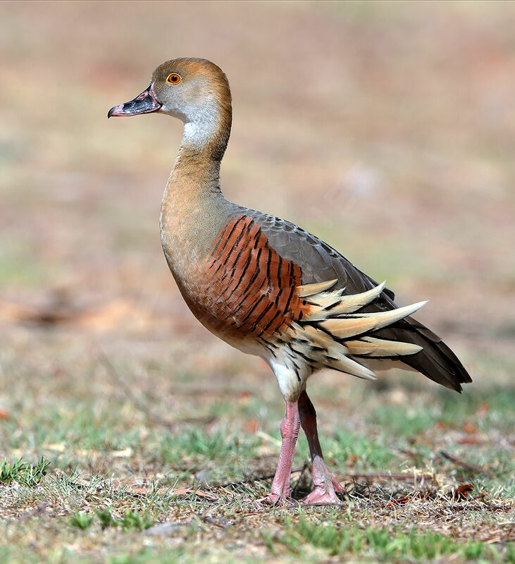 Plumed Whistling Duck, identification