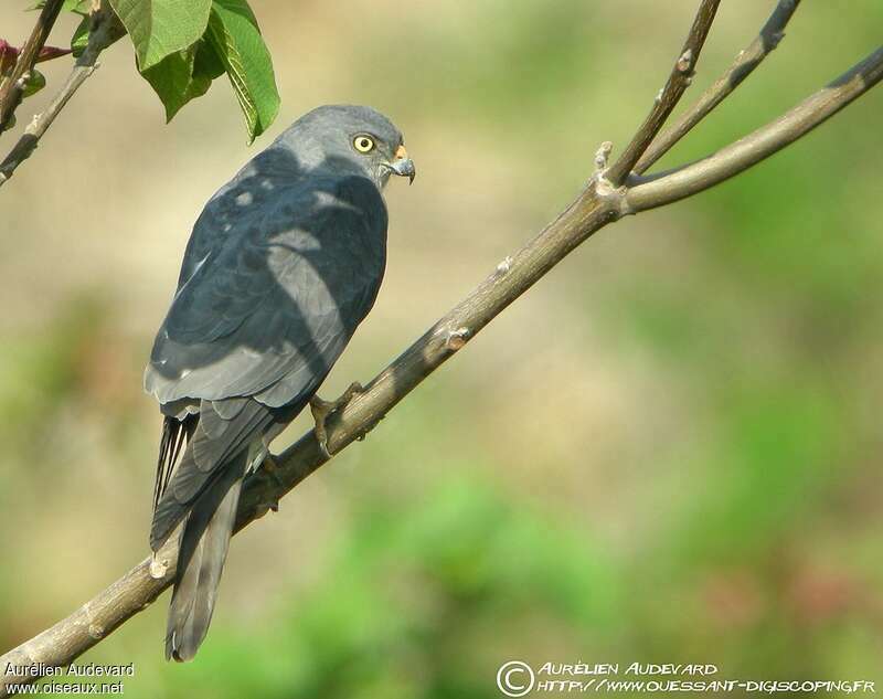 Chinese Sparrowhawk female adult breeding, identification