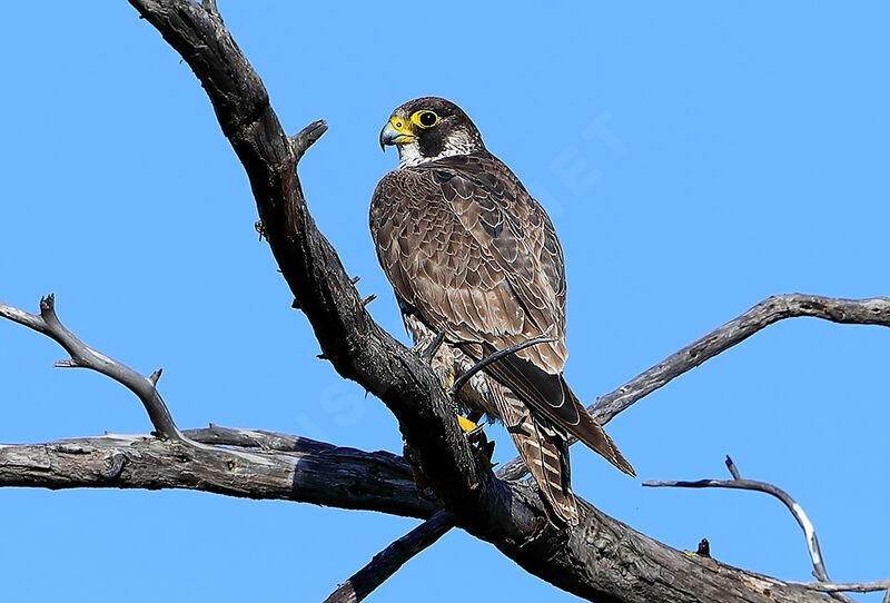 Peregrine Falcon female Second year, identification