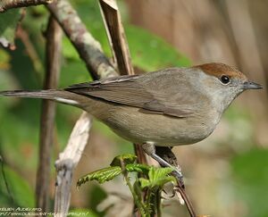 Eurasian Blackcap