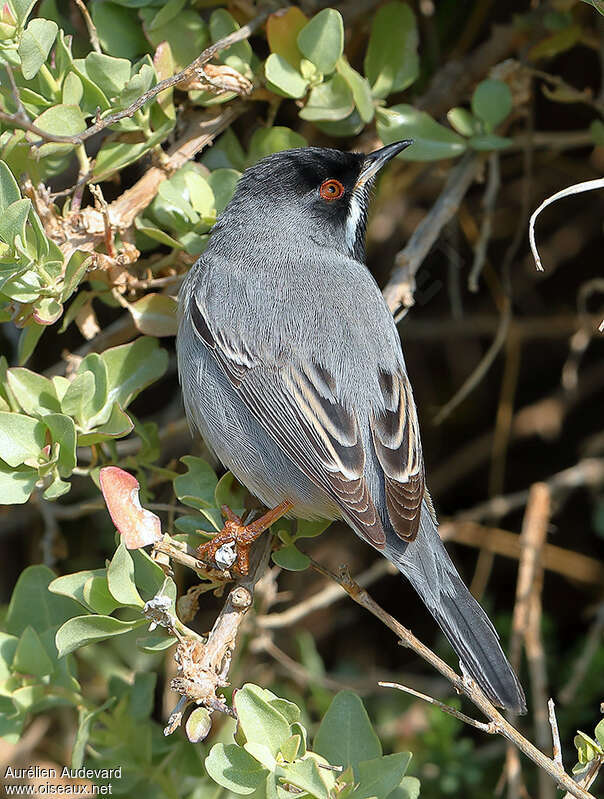 Rüppell's Warbler male subadult, pigmentation