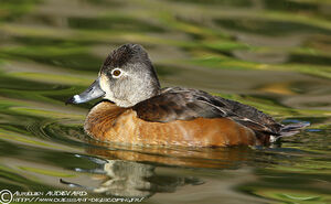 Ring-necked Duck