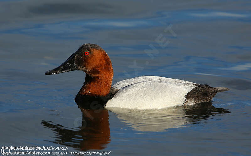 Canvasback male adult, identification