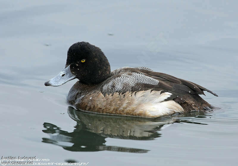 Greater Scaup male adult transition, identification