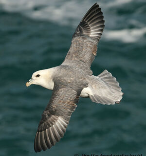 Fulmar bor�al 
&copy; Aur�lien Audevard