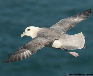 Fulmar bor�al 
&copy; Aur�lien Audevard
