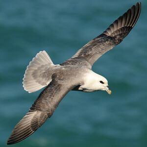 Fulmar bor�al