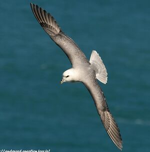 Fulmar bor�al