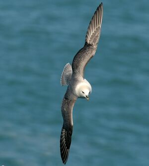 Fulmar bor�al