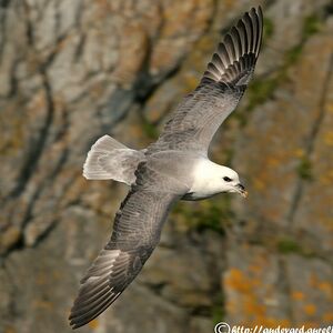 Fulmar bor�al