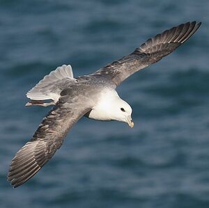 Fulmar bor�al 
&copy; Aur�lien Audevard