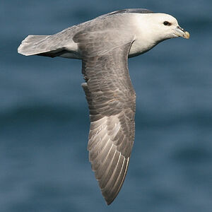 Fulmar bor�al 
&copy; Aur�lien Audevard