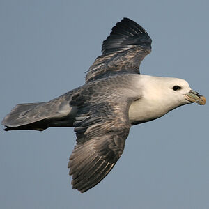 Fulmar bor�al 
&copy; Aur�lien Audevard