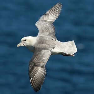 Fulmar bor�al 
&copy; Aur�lien Audevard