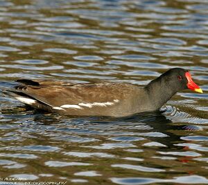 Gallinule poule-d'eau