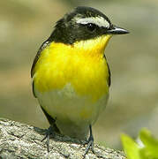 Yellow-rumped Flycatcher