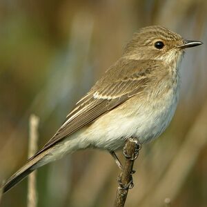 Spotted Flycatcher 
&copy; Aur�lien Audevard