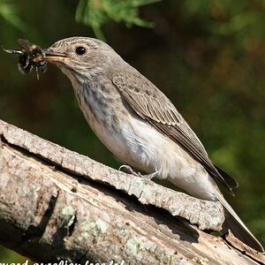 Spotted Flycatcher 
&copy; Aur�lien Audevard
