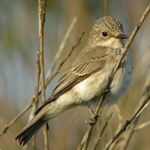 Spotted Flycatcher 
&copy; Aur�lien Audevard