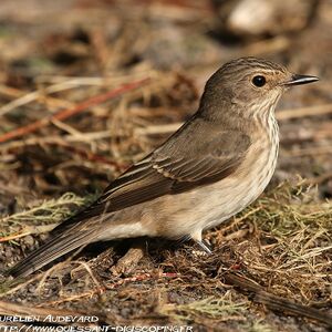Spotted Flycatcher 
&copy; Aur�lien Audevard