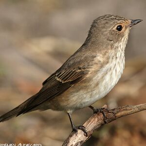 Spotted Flycatcher 
&copy; Aur�lien Audevard