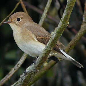Red-breasted Flycatcher