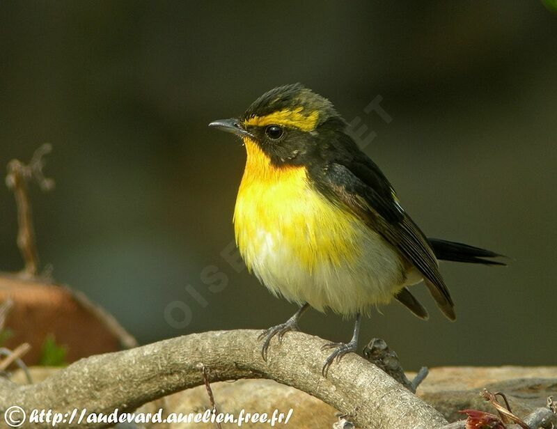 Narcissus Flycatcher male Second year
