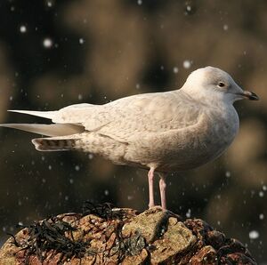Go�land � ailes blanches