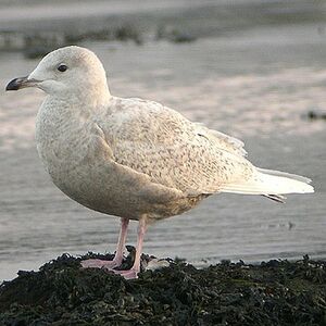 Iceland Gull