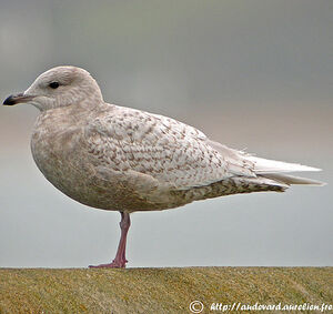 Iceland Gull