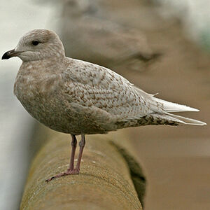 Iceland Gull